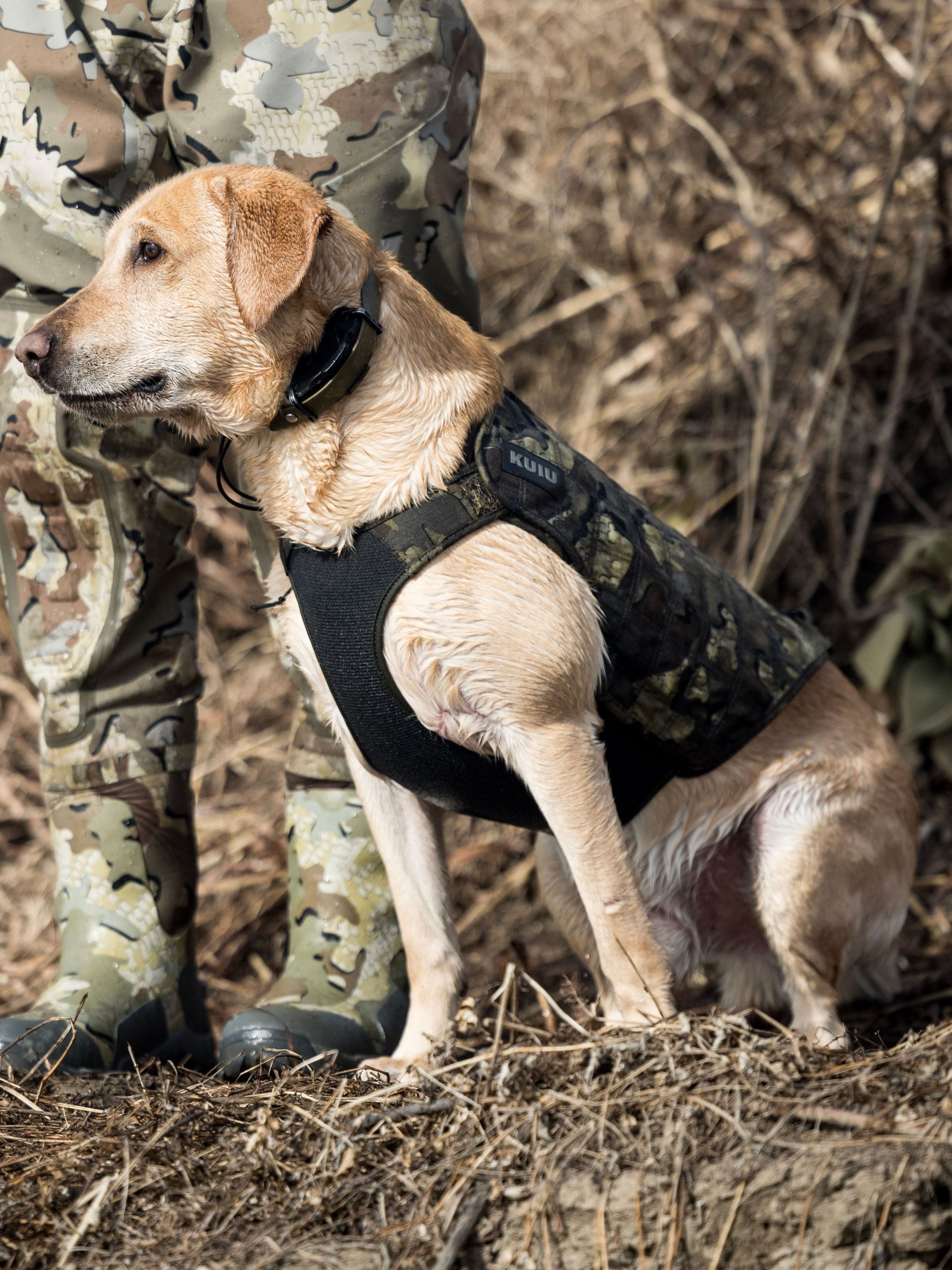 Neoprene Dog Vest | Valo